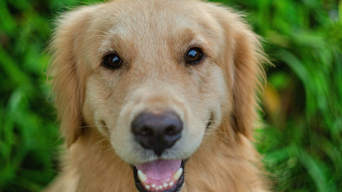 Golden Retriever Adores Her New Hat