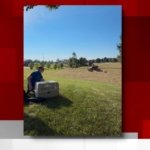 Red-tailed Hawk Set Free in the Wild
