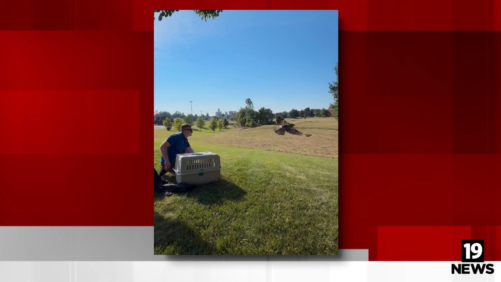 Red-tailed Hawk Set Free in the Wild
