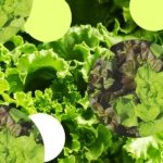 Should You Skip Fruits and Veggies Right Now?