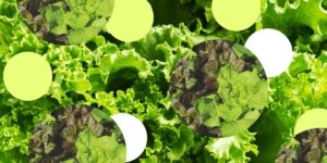 Should You Skip Fruits and Veggies Right Now?