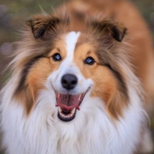 What Your Dog Thinks When You Die, According to Science
