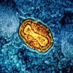 New Study Links Rare Gut Bacterium to Chronic Disease Prevention