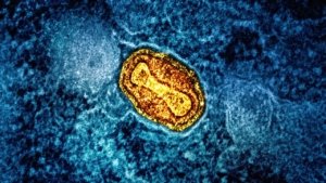 New Study Links Rare Gut Bacterium to Chronic Disease Prevention
