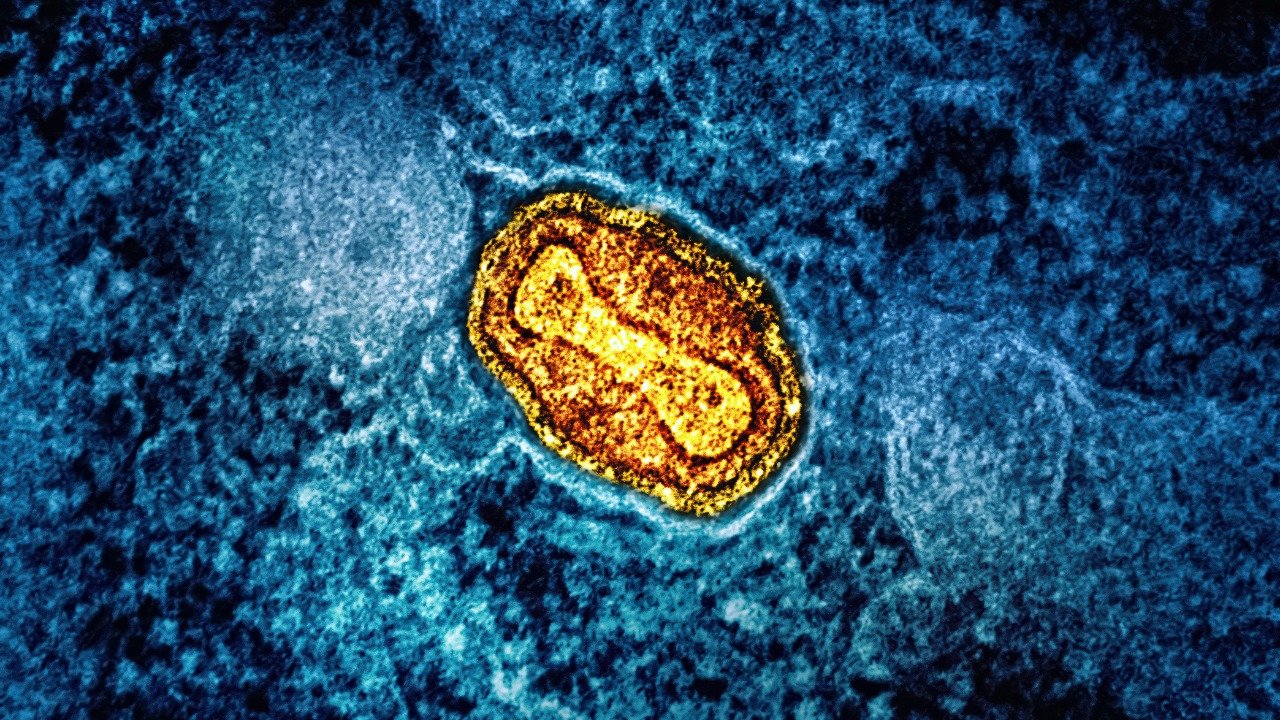 New Study Links Rare Gut Bacterium to Chronic Disease Prevention
