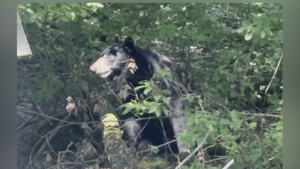 More Black Bear Sightings Spotted in Another Massachusetts Town
