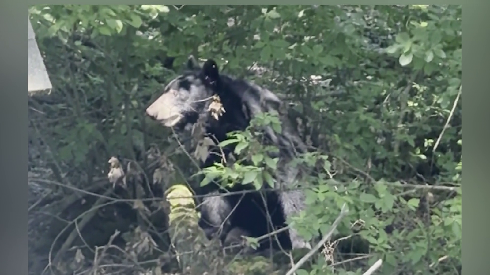 More Black Bear Sightings Spotted in Another Massachusetts Town