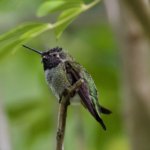 Purple Beauty: The Hummingbird-Attracting Flower That’s Easy to Grow