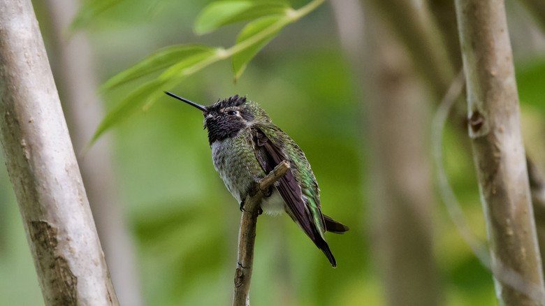 Purple Beauty: The Hummingbird-Attracting Flower That’s Easy to Grow