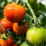 Increase tomato yield with this easy baking soda method