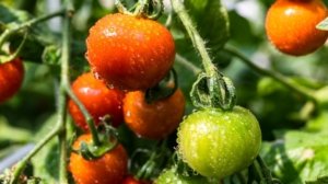 Increase tomato yield with this easy baking soda method