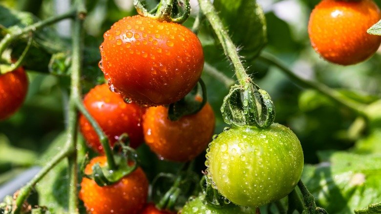 Increase tomato yield with this easy baking soda method